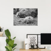 Cute Lion Cub Resting with Father Poster (Thuiskantoor)