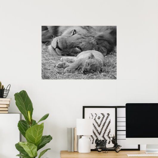 Cute Lion Cub Resting with Father Poster (Thuiskantoor)