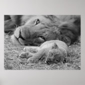 Cute Lion Cub Resting with Father Poster (Voorkant)