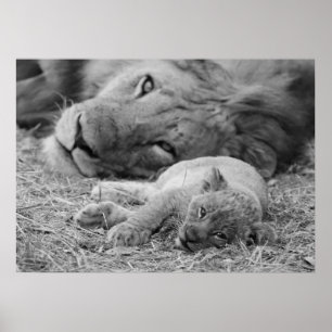 Cute Lion Cub Resting with Father Poster