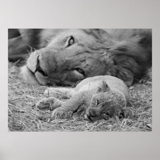 Cute Lion Cub Resting with Father Poster (Voorkant)