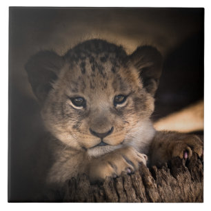 Cute lion cub tegeltje