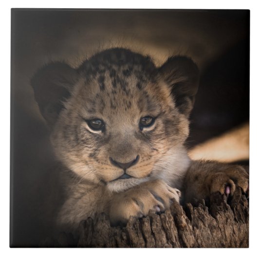 Cute lion cub tegeltje (Voorkant)