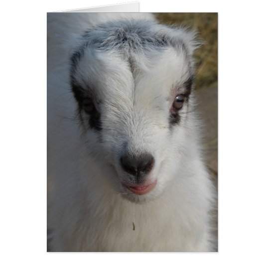 Cute Little Amigo (Voorkant)