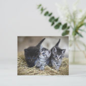 cute little baby kittens briefkaart (Staand voorkant)