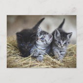 cute little baby kittens briefkaart (Voorkant)