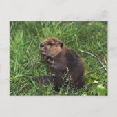 Cute Little Beaver Briefkaart (Voorkant)