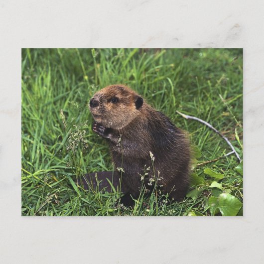 Cute Little Beaver Briefkaart (Voorkant)