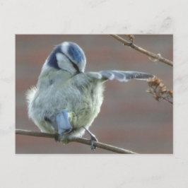 Cute Little Bird DIY Briefkaart