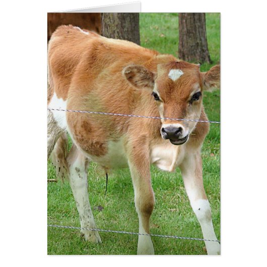 Cute Little Calf (Voorkant)