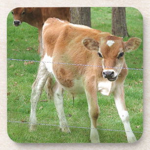 Cute Little Calf Drankjes Onderzetter