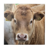 CUTE LITTLE CALF TEGELTJE (Voorkant)