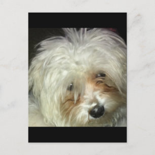 Cute Little Casper Briefkaart