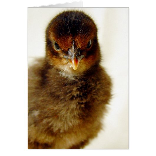 Cute Little Chick (Voorkant)