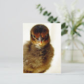 Cute Little Chick Briefkaart (Staand voorkant)