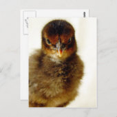 Cute Little Chick Briefkaart (Voorkant / Achterkant)