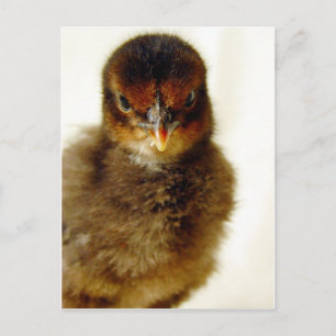 Cute Little Chick Briefkaart