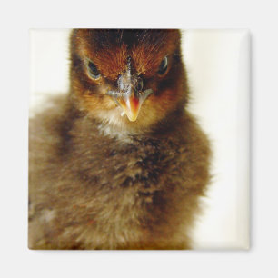 Cute Little Chick Magneet