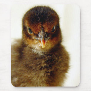 Cute Little Chick Muismat