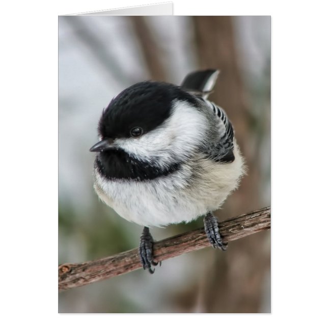 Cute Little Chickadee (Voorkant)