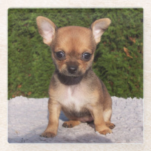 Cute Little Chihuahua Puppy Dog Glazen Onderzetter