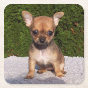 Cute Little Chihuahua Puppy Dog Kartonnen Onderzetters