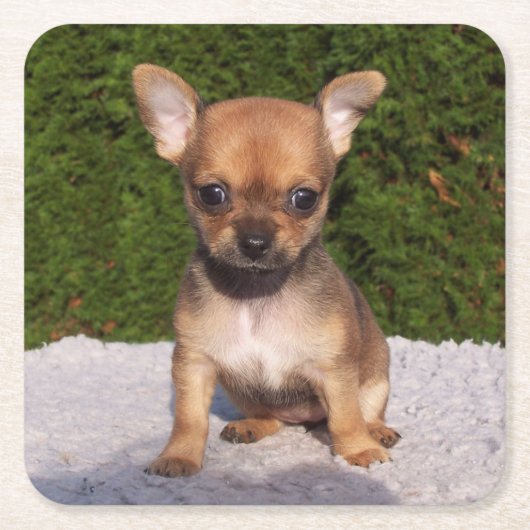 Cute Little Chihuahua Puppy Dog Kartonnen Onderzetters (Voorkant)