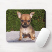 Cute Little Chihuahua Puppy Dog Muismat (Met muis)