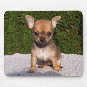 Cute Little Chihuahua Puppy Dog Muismat