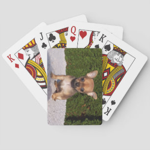 Cute Little Chihuahua Puppy Dog Pokerkaarten