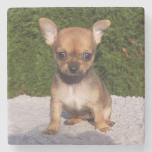Cute Little Chihuahua Puppy Dog Stenen Onderzetter