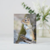 Cute Little Chipmunk on Alert Briefkaart (Staand voorkant)