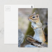 Cute Little Chipmunk on Alert Briefkaart (Voorkant / Achterkant)