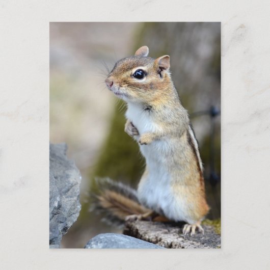 Cute Little Chipmunk on Alert Briefkaart (Voorkant)