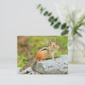 Cute Little Chipmunk Posing on a Rock Briefkaart (Staand voorkant)