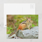Cute Little Chipmunk Posing on a Rock Briefkaart (Voorkant / Achterkant)