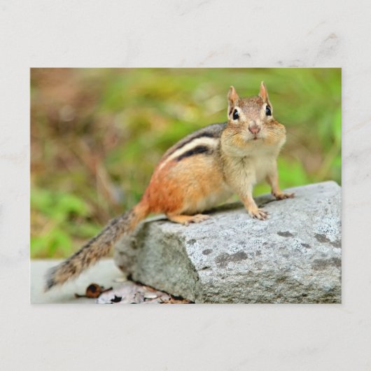 Cute Little Chipmunk Posing on a Rock Briefkaart (Voorkant)
