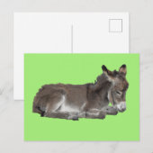 Cute Little Chocolate Donkey Foal Dozing on green Briefkaart (Voorkant / Achterkant)