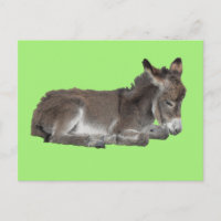 Cute Little Chocolate Donkey Foal Dozing on green