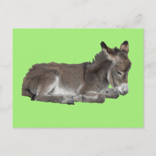 Cute Little Chocolate Donkey Foal Dozing on green Briefkaart