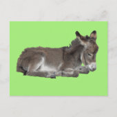 Cute Little Chocolate Donkey Foal Dozing on green Briefkaart (Voorkant)