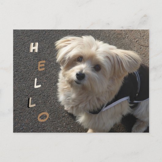 Cute Little Dog HALLO Briefkaart (Voorkant)