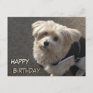 Cute Little Dog Happy Birthday Briefkaart
