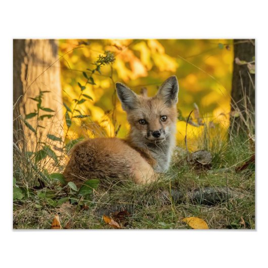 Cute Little Fox Foto Afdruk (Voorkant)
