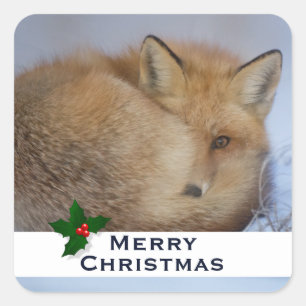 Cute Little Fox gekruld op Winter Foto Kerstmis Vierkante Sticker