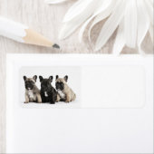 Cute little French Bulldogs Etiket (Insitu)
