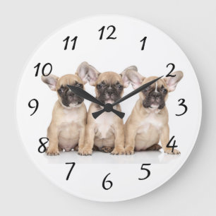 Cute little French Bulldogs Grote Klok