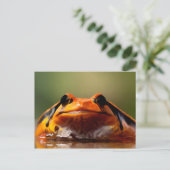 Cute Little Frog Amphibian Natuur Briefkaart (Staand voorkant)