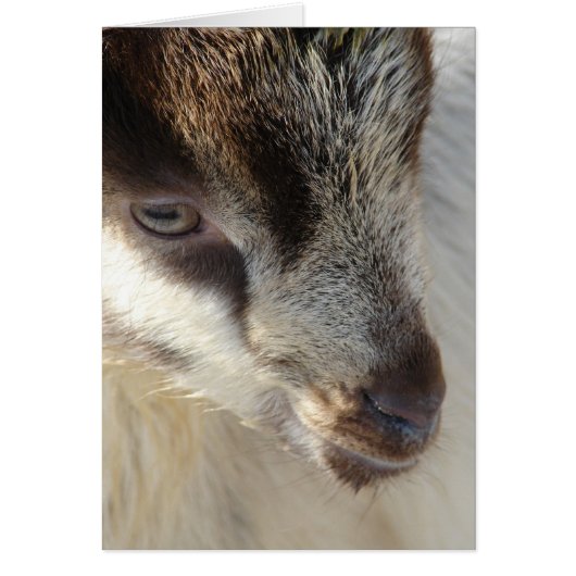 Cute Little Goat (Voorkant)