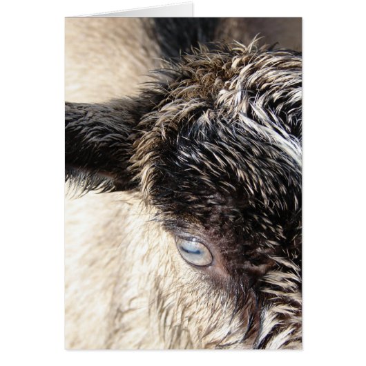 Cute Little Goat (Voorkant)